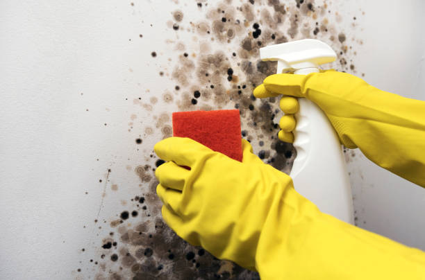 Best Home Mold Removal  in North Hobbs, NM